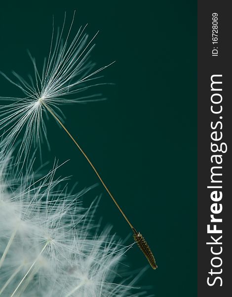 Seed of dandelion by a large plan