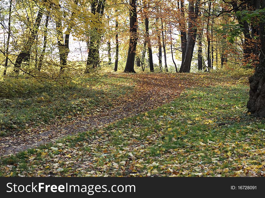 Autumn Forest Landscape