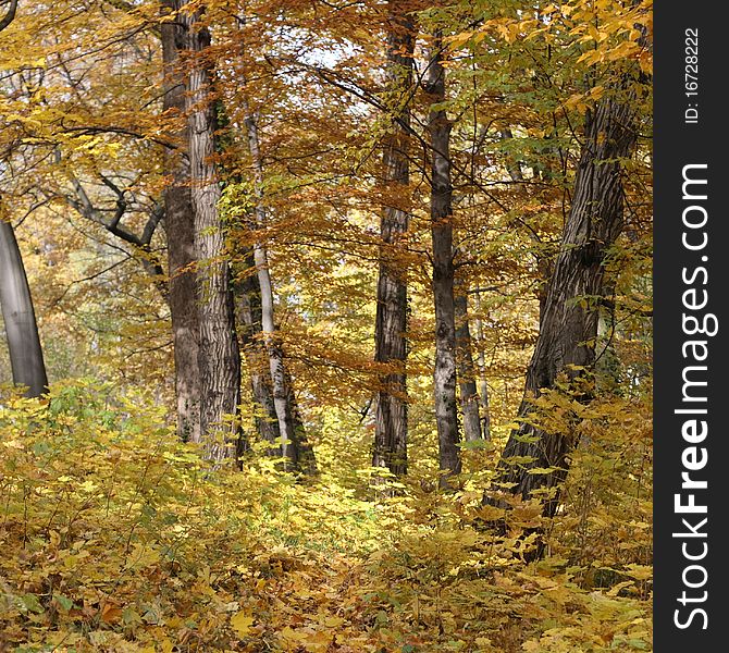 Autumn forest landscape on sunny day