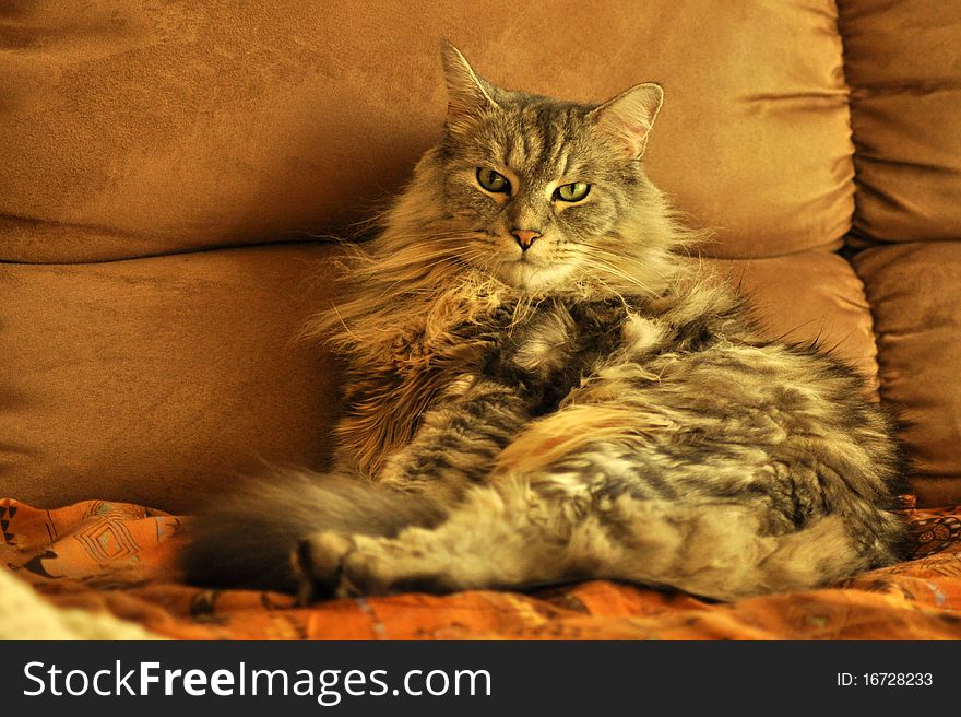 A house cat relaxes and poses for this photograph, he is beautiful