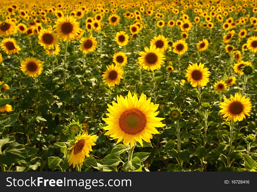 Sunflower Field Agricultural lands Sun weather
