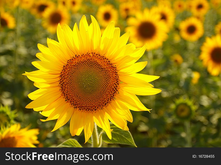 Sunflower Field Agricultural lands Sun weather