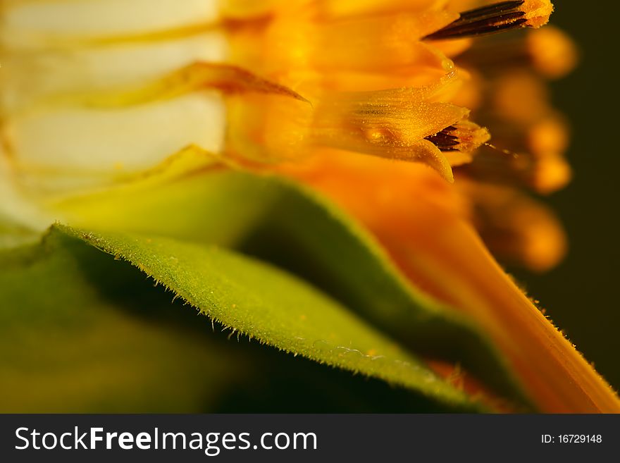 Break a secret of flower of sunflower