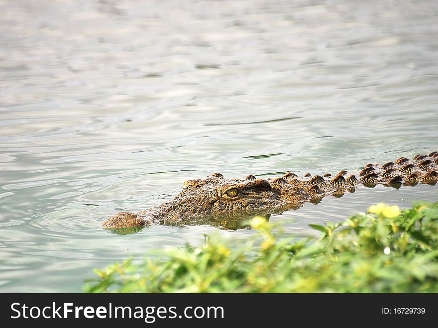 A crocodile in the water