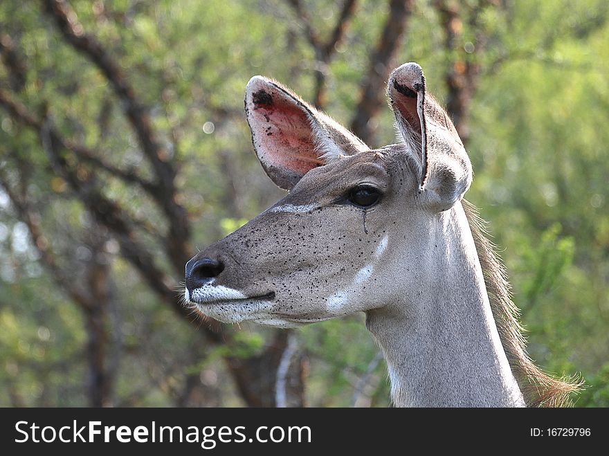 An Impala standing in a veld