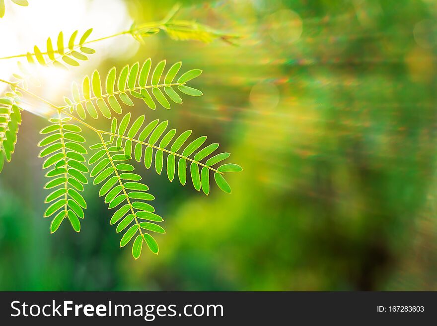 Green leaf with sun ray on bokeh nature blurred background