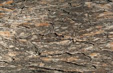 Tree Bark Texture Stock Photo