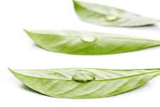 Leaf With Water Drop Royalty Free Stock Images Leaf With Water Drop Royalty Free Stock Images