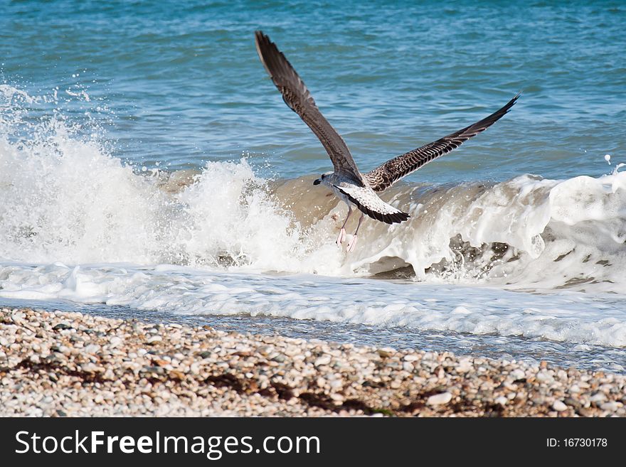 With flying seagull and breaking waves. With flying seagull and breaking waves