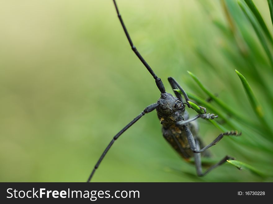 Long-Horned Beetle Face