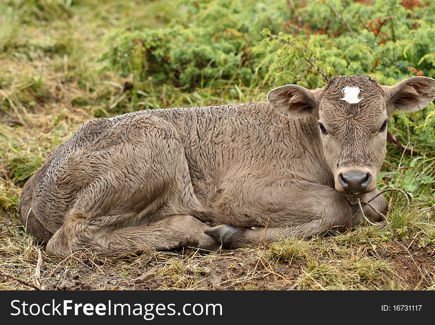 A young calf lying on a grass