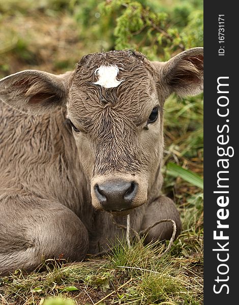 A young calf lying on a grass