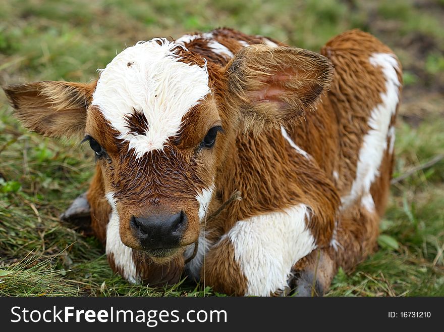 A young calf lying on a grass