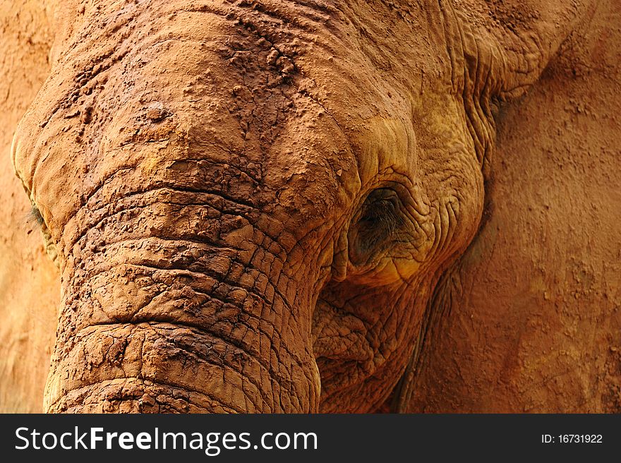 A portrait of African Elephant Closeup