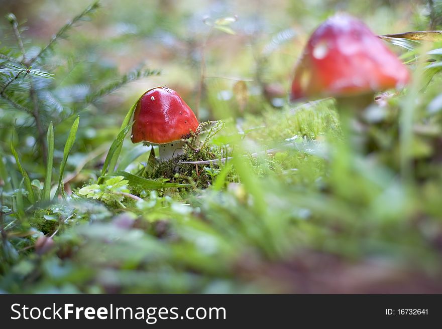 Close-up picture of a Amanita poisonous mushroom in nature