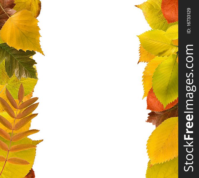 Two columns of different autumn leaves on white forming a square frame. Two columns of different autumn leaves on white forming a square frame.