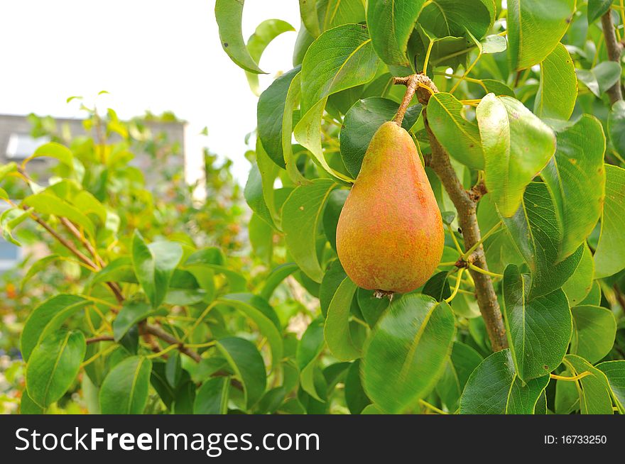 Sweet, red organic pear, Tramore, Ireland. Sweet, red organic pear, Tramore, Ireland