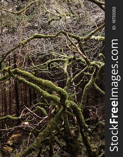 Tree in a forest in Snowdonia, Wales, with no leaves. Tree in a forest in Snowdonia, Wales, with no leaves