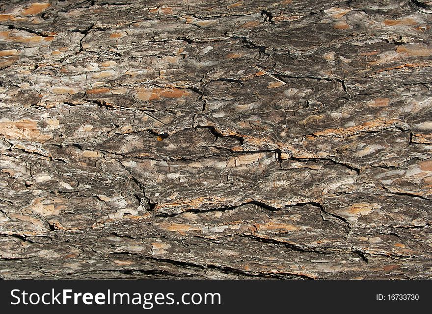 Tree Bark Texture