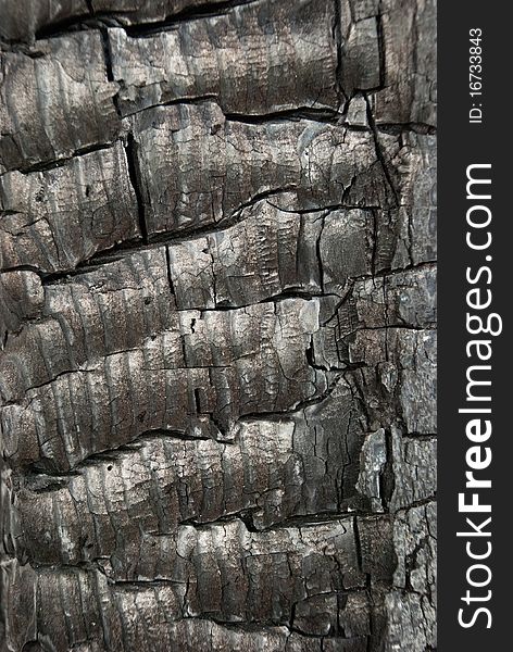 Tree Bark Texture - Detail