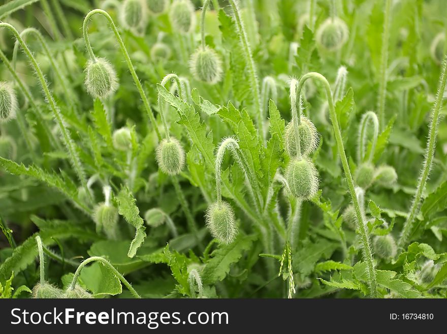 Green buds of poppy.
wild nature