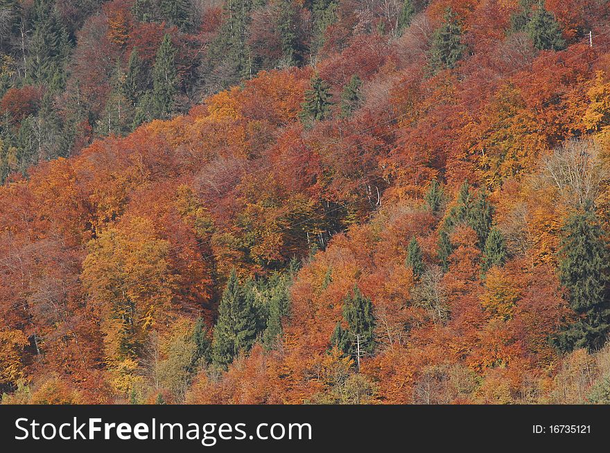 Autumn forests on the slopes of the alps. Autumn forests on the slopes of the alps
