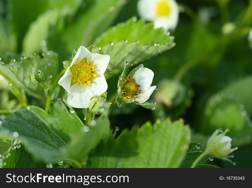 Flowering strawberry with the drops of dew
