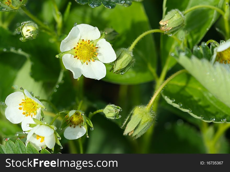 Flowering strawberry with the drops of dew