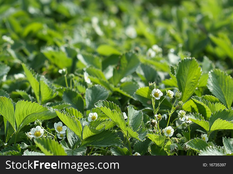 Flowering strawberry