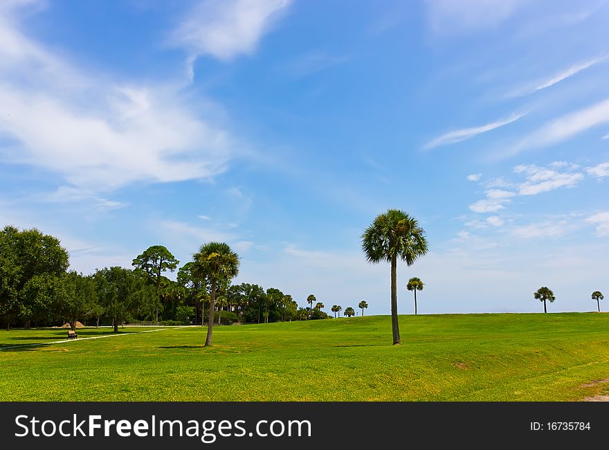 Palm trees on the green field, blue sky