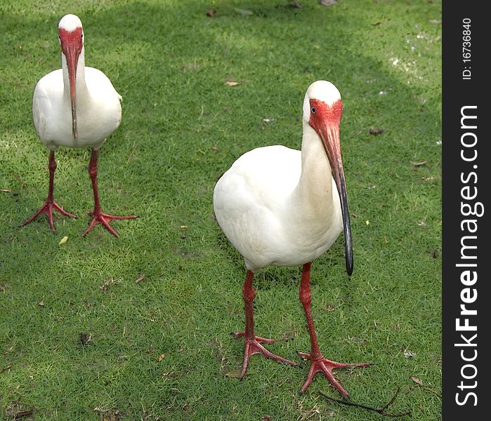 White Ibis