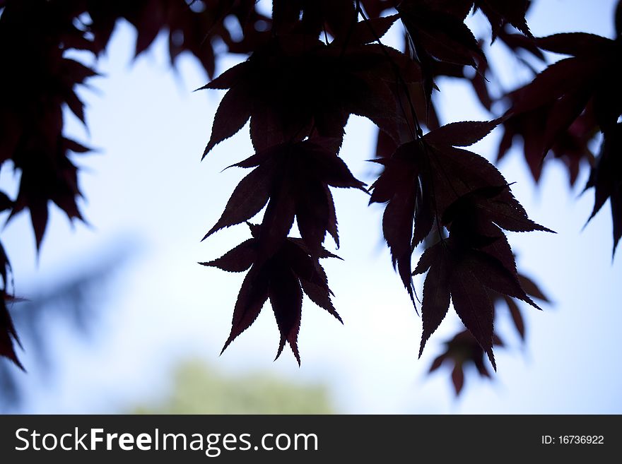 Acer Leaves silhouetted against a white background.