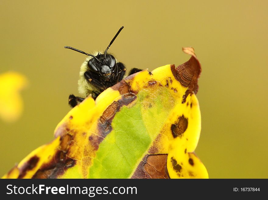 Bumble bee hiding behind an autumn leaf