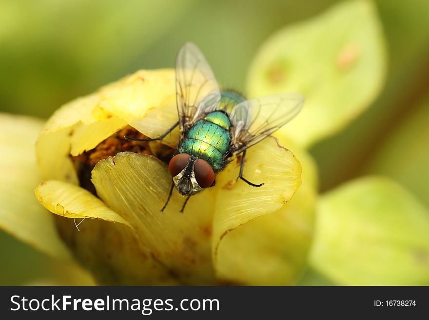 Green bottle fly resting on a wild flower bud. Green bottle fly resting on a wild flower bud