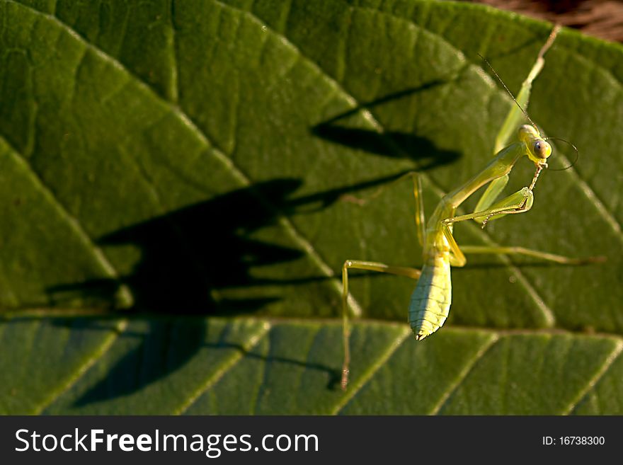 Closeup Yoga Mantis