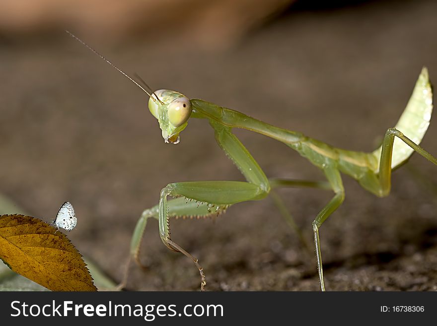 Closeup Mantis Try To Capture Butterfly