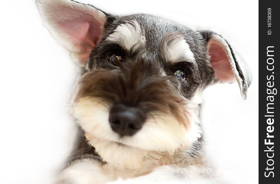 Miniature Schnauzer for background use or others purpose