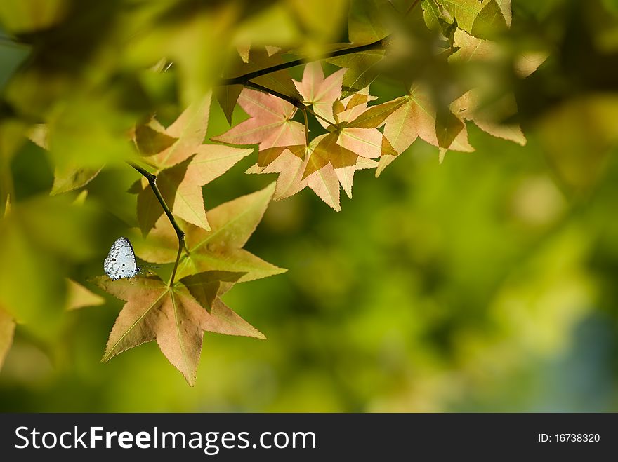 Maple and butterfly with beautiful background color