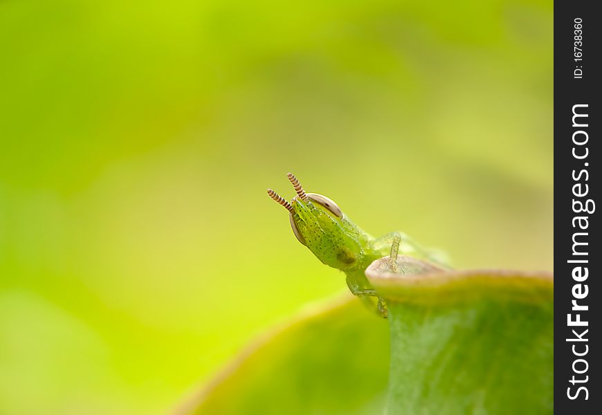 Green Style Grasshopper with green background