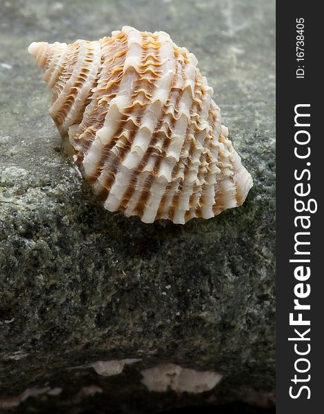 Intertidal ocean snail shell on marine rock with barnacles. Intertidal ocean snail shell on marine rock with barnacles.