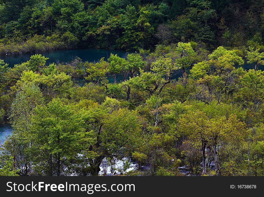 Forest  in jiuzhaigou secnic area