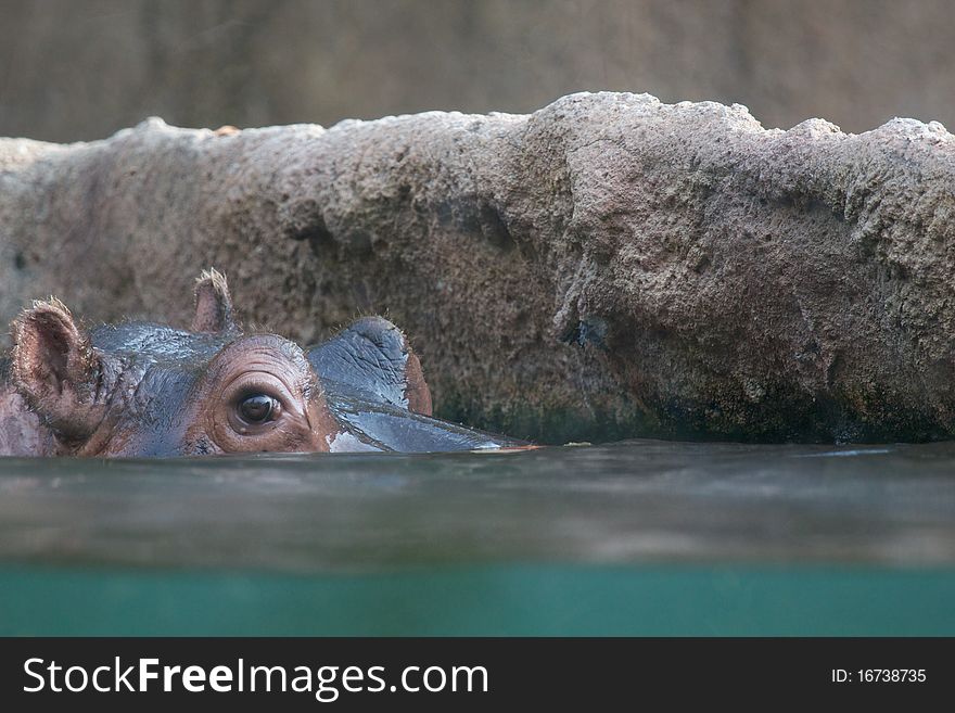 Hippo peeking above the water with near a rock. Hippo peeking above the water with near a rock