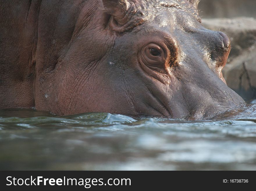 Hippo head entering the water close up view. Hippo head entering the water close up view