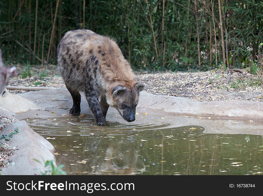 Hyena enters water with reflection. Hyena enters water with reflection