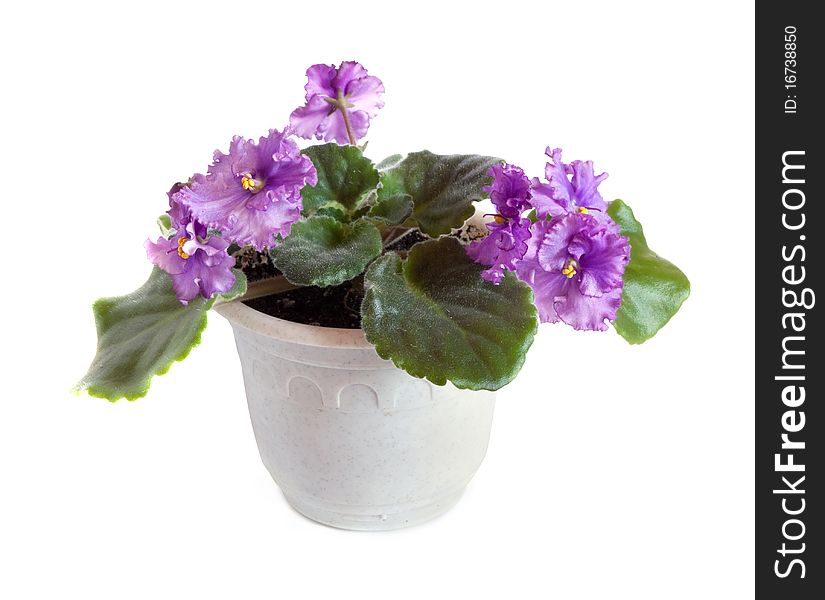 Fresh violets in pot, on a white background