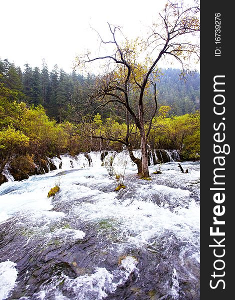 Tree in river in jiuzhaigou scenic site,china