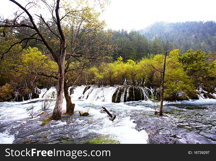 Tree in river in jiuzhaigou scenic site,china