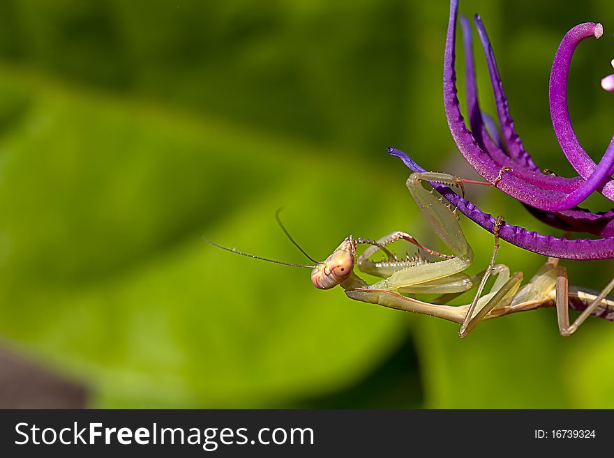 Mantis I captured in winter season, the day is cool but with blue sky