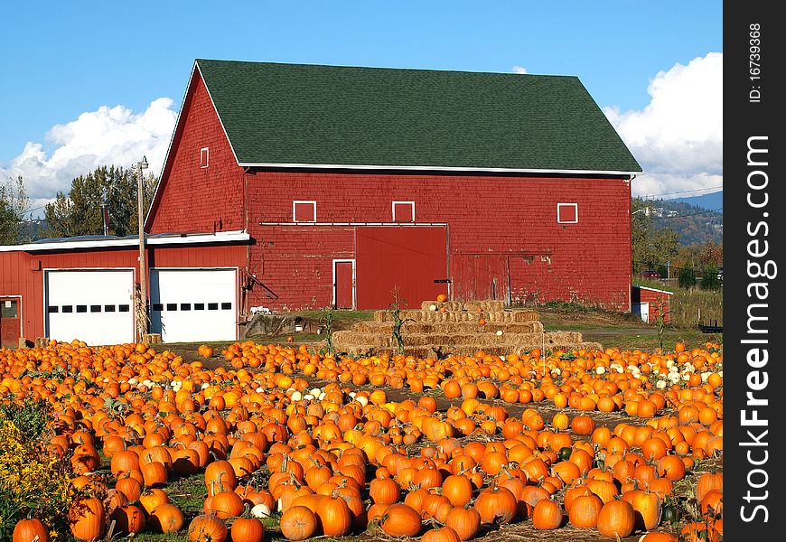 Pumpkins In A Field.