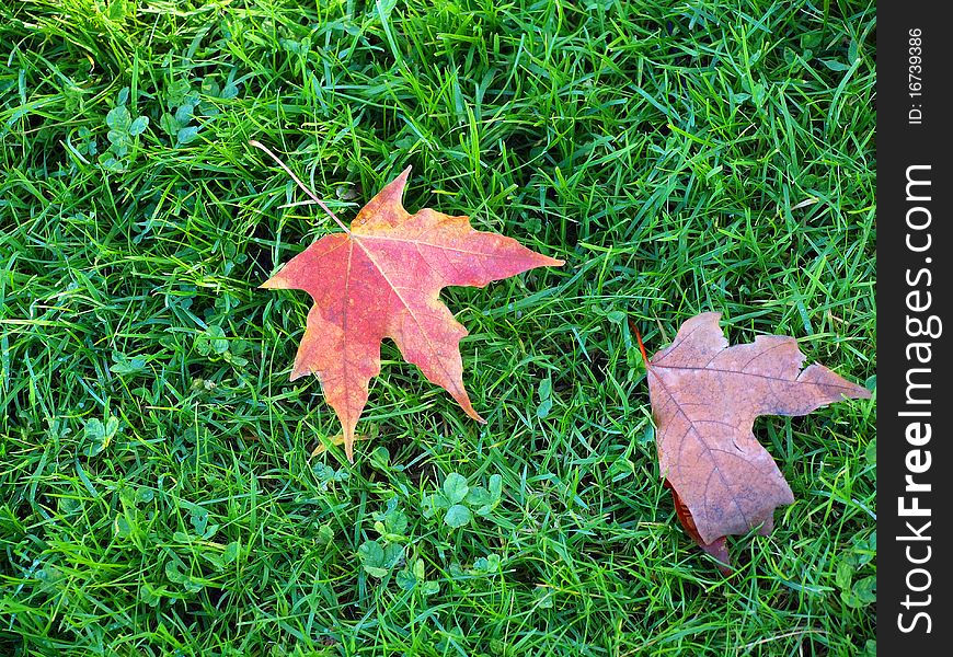 Fallen leafs a seasonal change, autumn is here. Fallen leafs a seasonal change, autumn is here.